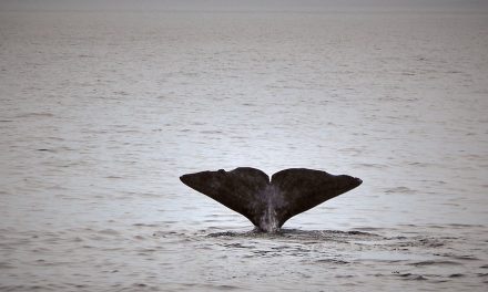 Vesterålen – Im Reich der Wale